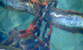 Fotogalerie Details Bild 38