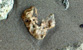 Fotogalerie Herzen Bild 41