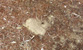 Fotogalerie Herzen Bild 49