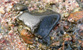 Fotogalerie Herzen Bild 56