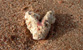 Fotogalerie Herzen Bild 58