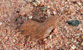 Fotogalerie Herzen Bild 59