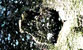 Fotogalerie Herzen Bild 64