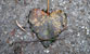 Fotogalerie Herzen Bild 65