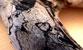 Fotogalerie Herzen Bild 70